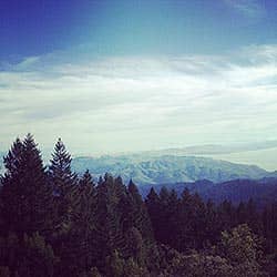 Forest with mountains behind